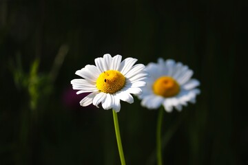 zwei weiße Gänseblümchen © Manfred Richter