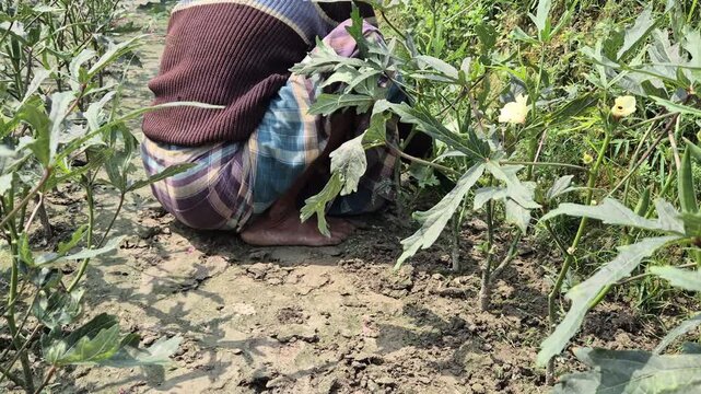 Farmer in Thick Protective Clothes Weeding Dry Soil in Okra Field