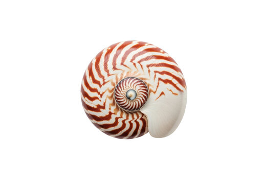 Nautilus shell with intricate spiral pattern isolated on transparent background