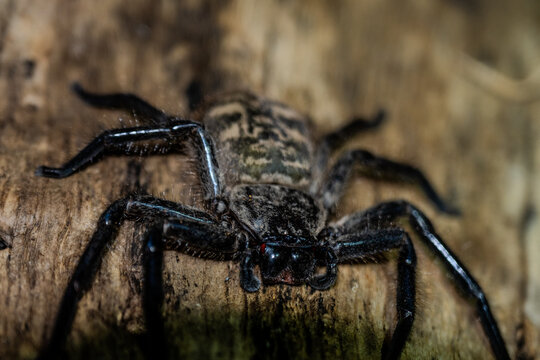 Large spider in Toliara rests on a wooden surface