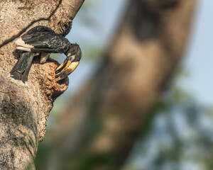 A Pied Hornbill © YK