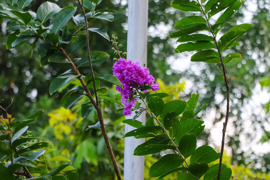 A stunning close-up of the Queen's Crape Myrtle (Lagerstroemia speciosa), featuring its vibrant purple, crinkled petals and green foliage in a lush tropical setting.