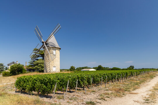 Windmill with vineyard near Montagne, Saint-Emilion wine region, departement Gironde, France