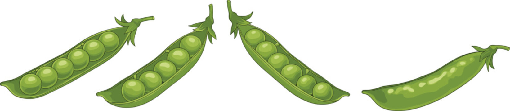 Row of open and closed green pea pods vector illustration isolated on white background for kitchen decorative borders and farm market banner designs.