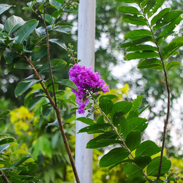A stunning close-up of the Queen's Crape Myrtle (Lagerstroemia speciosa), featuring its vibrant purple, crinkled petals and green foliage in a lush tropical setting.