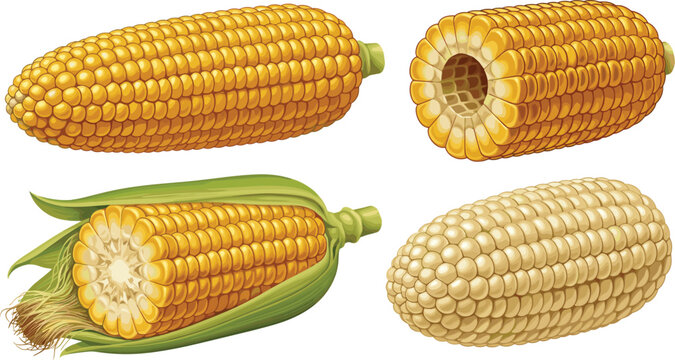 Realistic sweet corn vector illustration set featuring yellow cob whole ear shucked maize in husk half cut pieces and white hominy kernels
