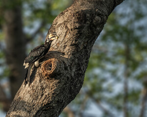A Pied Hornbill © YK