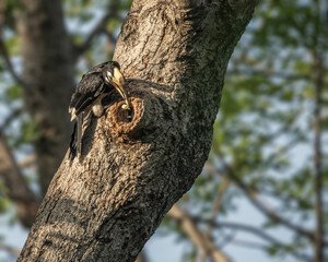 A Pied Hornbill © YK