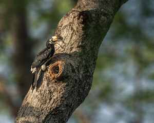 A Pied Hornbill © YK