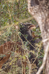 Fototapeta premium View through the branches of a Nyala bull, Tragelaphus angasii, busy browsing on the vines in thicket in the woodlands of Mbuluzi Game Reserve, Eswatini.