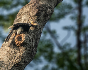 A pied hornbill © YK