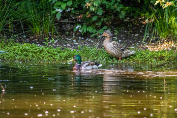Fototapeta premium Pair of Mallard Ducks Swimming in Oasi Le Foppe Natural Oasis, Italy