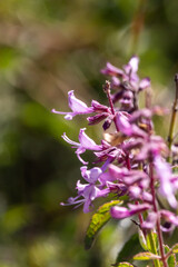 Fototapeta premium Close-up of the beautiful tube-shaped purplish pink flowers of a coconut scented sagebush growing wild in the Lubombo conservancy, in Eswatini