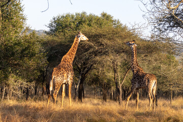 Two giraffes eating from a knob thorn tree in the wooded savanna of Mbuluzi Game Reserve, Eswatini, in the early morning golden light. © Marieke