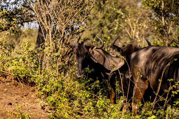 Fototapeta premium A small herd of blue wildebeest (Connochaetes taurinus) in a thicket next to the dirt road in Mbuluzi Game Reserve, Eswatini,