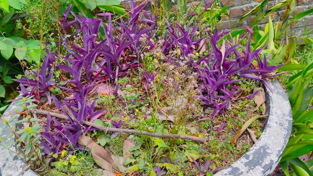 Vibrant purple Tradescantia pallida plants growing beautifully alongside lush green grass in an outdoor garden landscape
