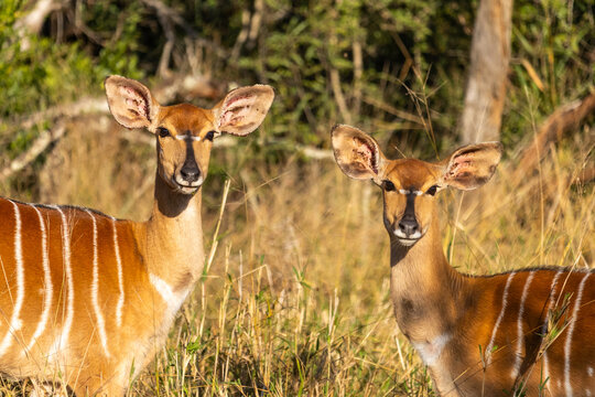 Headview of two alert Njala ewe&rsquo;s (Tragelaphus angasii) looking straight at the camara in Mbuluzi Game reserve, Eswatini.