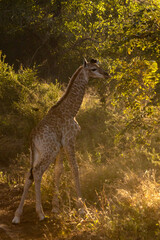 A very young Giraffe foal, with its ossicones still soft, in Mbuluzi Game Reserve, Eswatini, captured during the golden hour. © Marieke