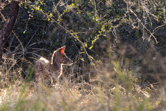 A young bushbuck male (Tragelaphus scriptus) ram, with the horns just starting to emerge, hiding in a thicket in Mbuluzi Game Reserve, Estwatini, back-lit by the early morning light.