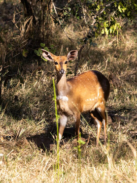 A female Bushbuck (Tragelaphus scriptus) posed to run at any moment, in the sunlight at the edge of the forests in the Mbuluzi Game Reserve, Eswatini.