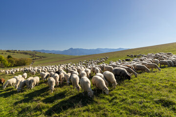 Obraz premium Sheep herd in Western Tatras (Rohace) with mountains Low Tatras (Nizske tatry) in background, Slovakia