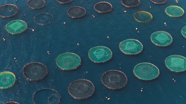 Aerial top-down perspective of numerous circular net cages from a large commercial salmon fish farm floating in the deep blue ocean, an important industry for sustainable food production