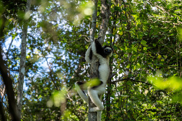Verreaux's sifaka lemur clinging to a tree trunk in Madagascar forest © Emad Aljumah