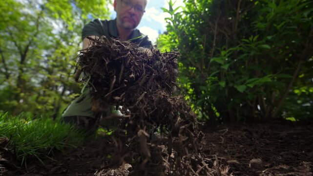 Close-up shoot of gardener spreading fresh mulch around bushes in residential landscaping project. Lawn care and garden maintenance