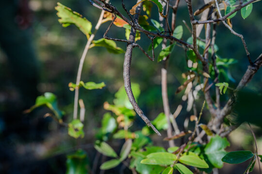 Stick insect camouflaged on a branch in Isalo National Park