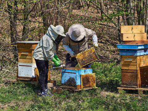 Pszczelarze doglądający pasieki, miodobranie. 
Beekeepers tending the apiary and harvesting honey.