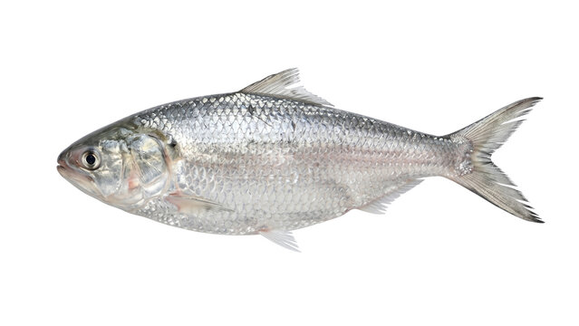 Fresh Hilsa fish isolated on white background, iconic Bangladeshi and Indian seafood delicacy.
