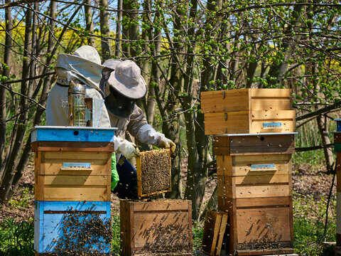 Pszczelarze doglądający pasieki, miodobranie. 
Beekeepers tending the apiary and harvesting honey.