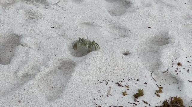 A large green crab on the white sand at Anse Georgette Beach, Seychelles