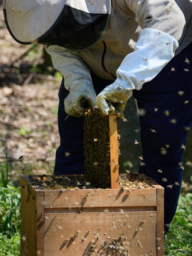 Pszczelarze doglądający pasieki, miodobranie. 
Beekeepers tending the apiary and harvesting honey.