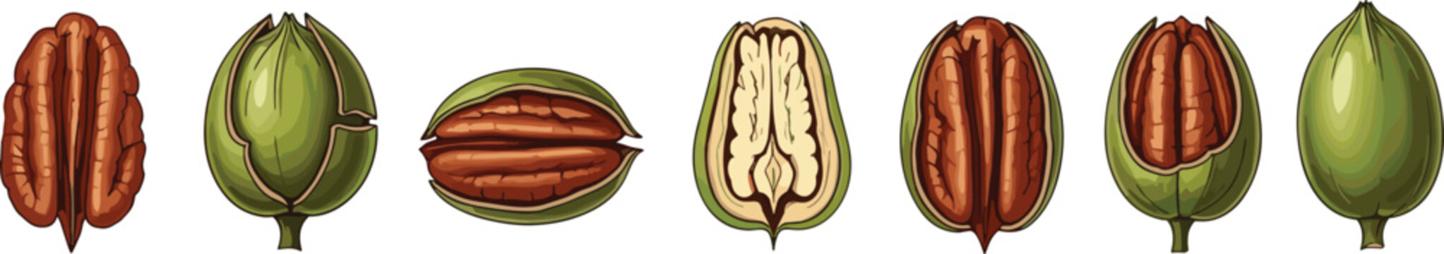 Vector illustration of pecans in multiple forms including shelled, unshelled, and green pecans arranged in a row on a transparent background, healthy snack, organic nuts, and natural food