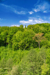 Fototapeta premium Lush green forest on mountain hill under bright blue sky