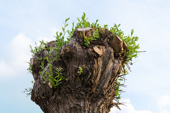 Bright sunlight accentuates delicate leaves sprouting from recent tree pruning in city