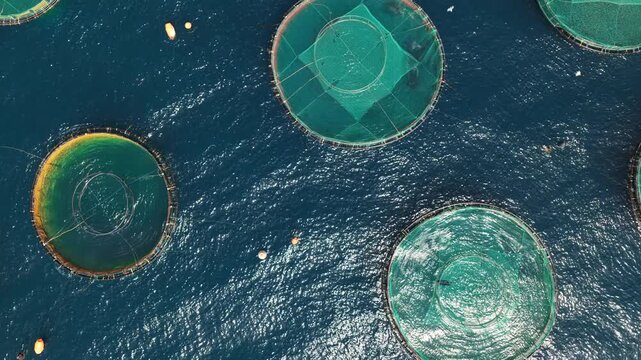 Aerial top-down perspective of round aquaculture cages floating in the blue sea, showing sustainable seafood production and the modern fishing industry for salmon or trout farming