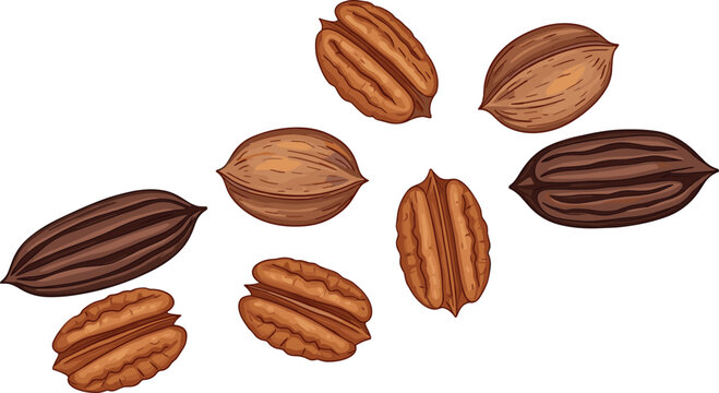 Vector illustration of pecans, both shelled and in shell, with transparent background, healthy nuts, organic snack, natural food, protein-rich and delicious