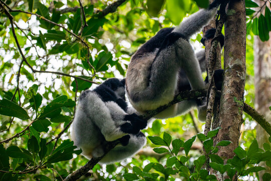 Indri lemurs resting on a tree branch in Andasibe