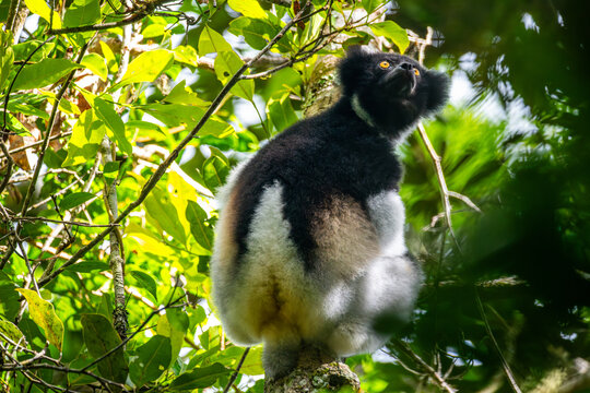 Indri lemur clinging to a tree trunk in a lush rainforest canopy