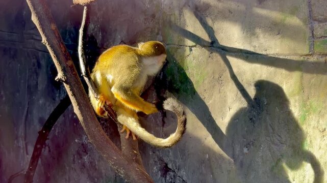 Squirrel monkey sitting on branch and cleaning its tail in zoo enclosure