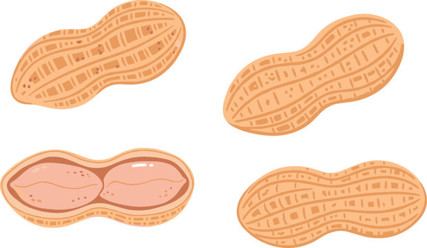 Peanut vector illustration set. Hand drawn whole peanuts in textured shells and open pod showing raw groundnut seeds. Organic snack collection for agricultural design.