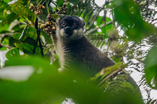 Common brown lemur looking through dense foliage in Andasibe