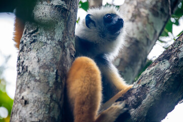 Diademed sifaka lemur perched in a tree canopy in Andasibe-Mantadia National Park © Emad Aljumah