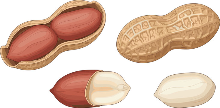 Peanut vector illustration set. Whole peanut in textured shell, cracked open shell with kernels, halved nut, and peeled white seed for healthy snack packaging.