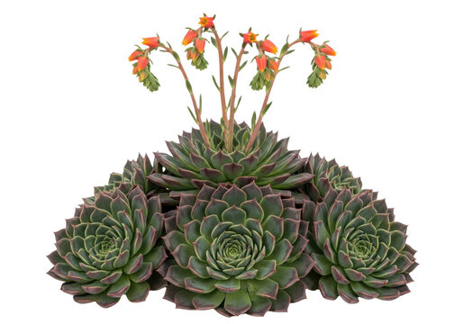 Succulent plant with orange flowers, isolated on transparent background
