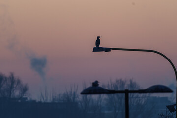 Sylwetka kormorana siedzącego na miejskiej latarni we mgle. Ptak w mieście o świcie, zamglony industrialny krajobraz, smog i zanieczyszczenie powietrza. © Henryk Niestrój