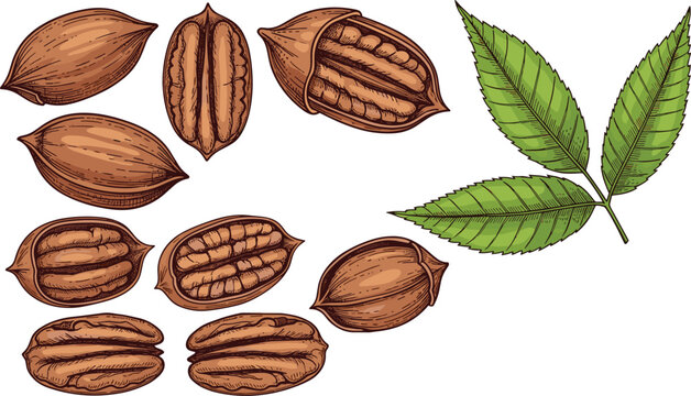 Pecan hand drawn sketch set. Whole pecans cracked shells kernels and green leaves. Organic nut vector for baking food packaging, healthy snack element.