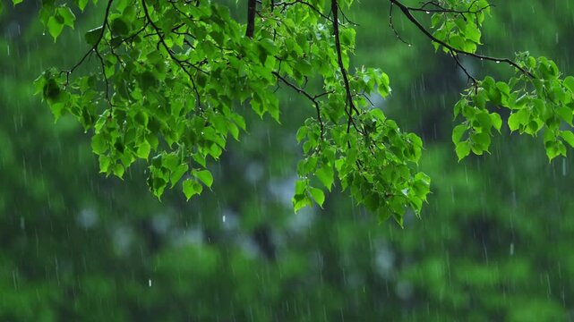 Fresh green tree branches in spring rain with water drops and soft natural background. Peaceful rainy nature scene.